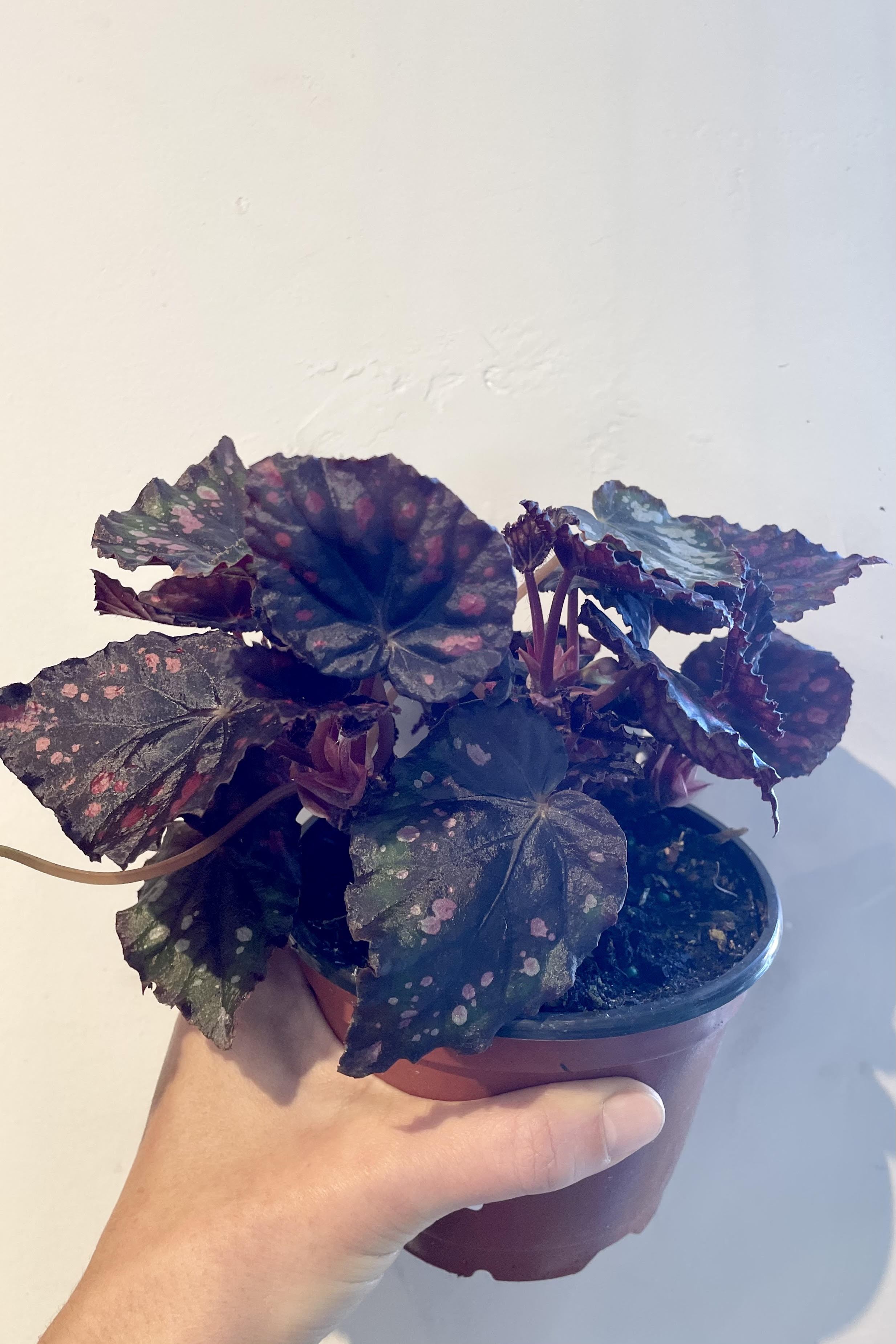 Begonia Rex Cultorum - 5 Live Plants for Home & Garden Decor | Perfect for Indoor Houseplant Lovers & Outdoor Landscaping