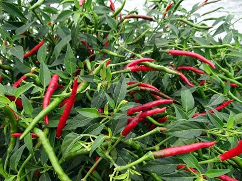 Thai Hot Chili Pepper Red Seeds (15-1000 Count) - Heirloom Non-GMO Spicy Peppers for Asian Cooking, Home Garden, and Hot Sauce Making - Perfect for Thai, Vietnamese, and Bangkok Cuisine