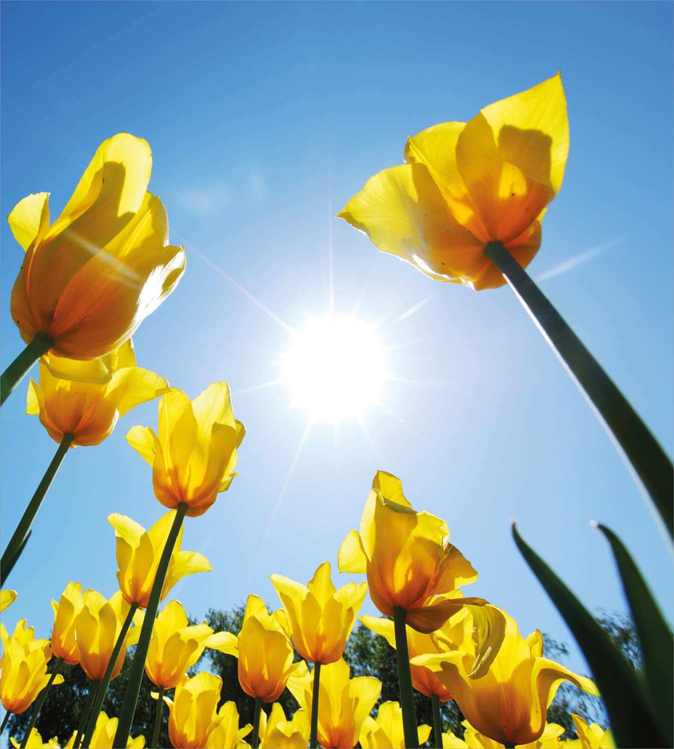 Ambesonne Yellow and Blue Duvet Cover Set - King Size 2-Pack with 2 Duvet Covers & 4 Pillowcases, Vibrant Tulip Flower Field Design for Summer Bedroom Decor | Perfect for Guest Rooms, Master Bedrooms, and Seasonal Home Refresh