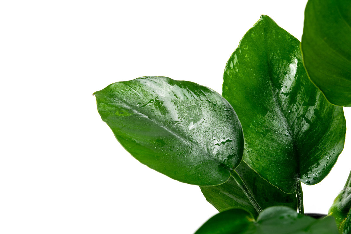 Anubias Barteri Broad Leaf - Live Aquarium Plant for Freshwater Fish Tanks - Easy Low Light Aquatic Plant for Beginners - Perfect for Aquascaping, Shrimp Tanks & Betta Fish Habitats