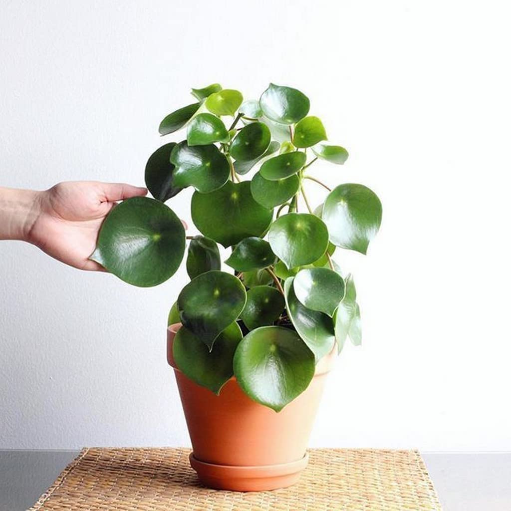 OhhSome Raindrop Chinese Money Plant (Peperomia Polybotrya) - Live Indoor Houseplant with Healthy Growth - Perfect for Home Decor, Office Desk, and Gift Giving