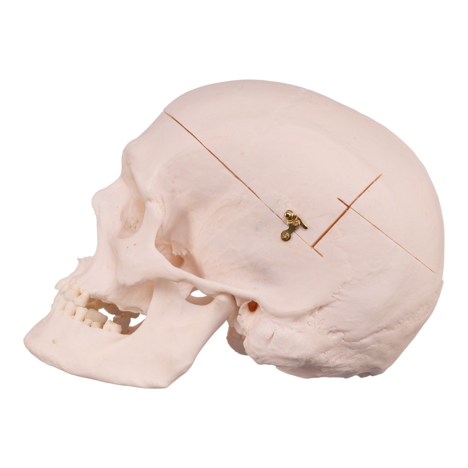 Authentic Human Skull Model for Medical Research & Education - Perfect for Anatomy Studies, Forensic Training & Halloween Decor
