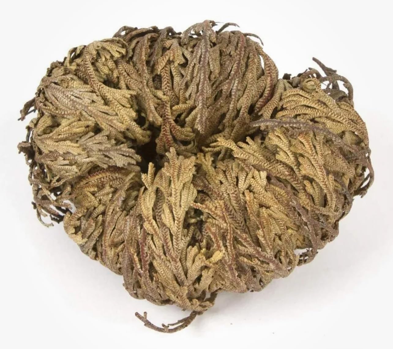 Rose of Jericho - Resurrection Plant (Selaginella Lepidophylla) - Pack of 1 Dried Miracle Flower - Perfect for Home Decor, Spiritual Rituals & Unique Gifts