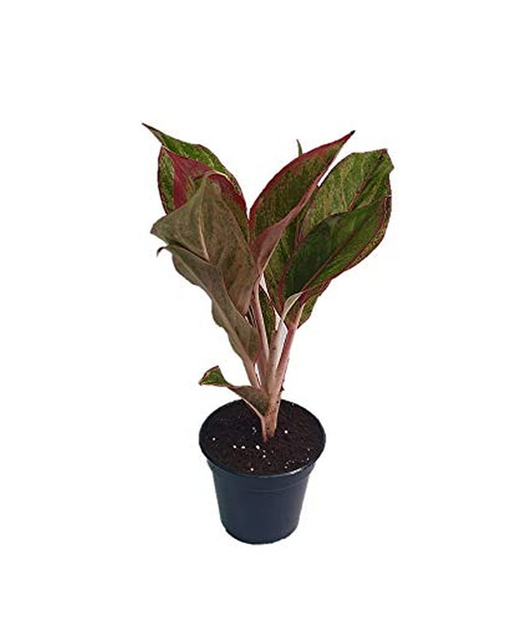 Creative Farmer Indoor Lipstick Aglaonema Live House Plant - Single Stem Healthy Tropical Plant for Home Decor, Office & Gift Giving
