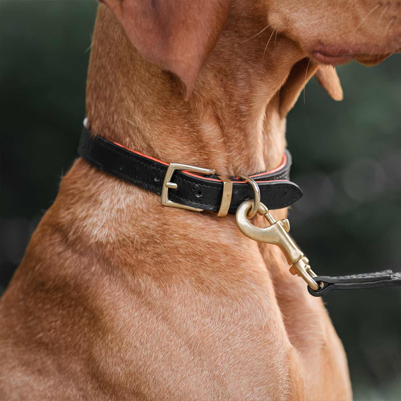 Premium Ostrich Leather Dog Collar - Black & Orange - Durable & Stylish Pet Accessory by Lords & Labradors - Perfect for Daily Walks, Training & Fashionable Outfits