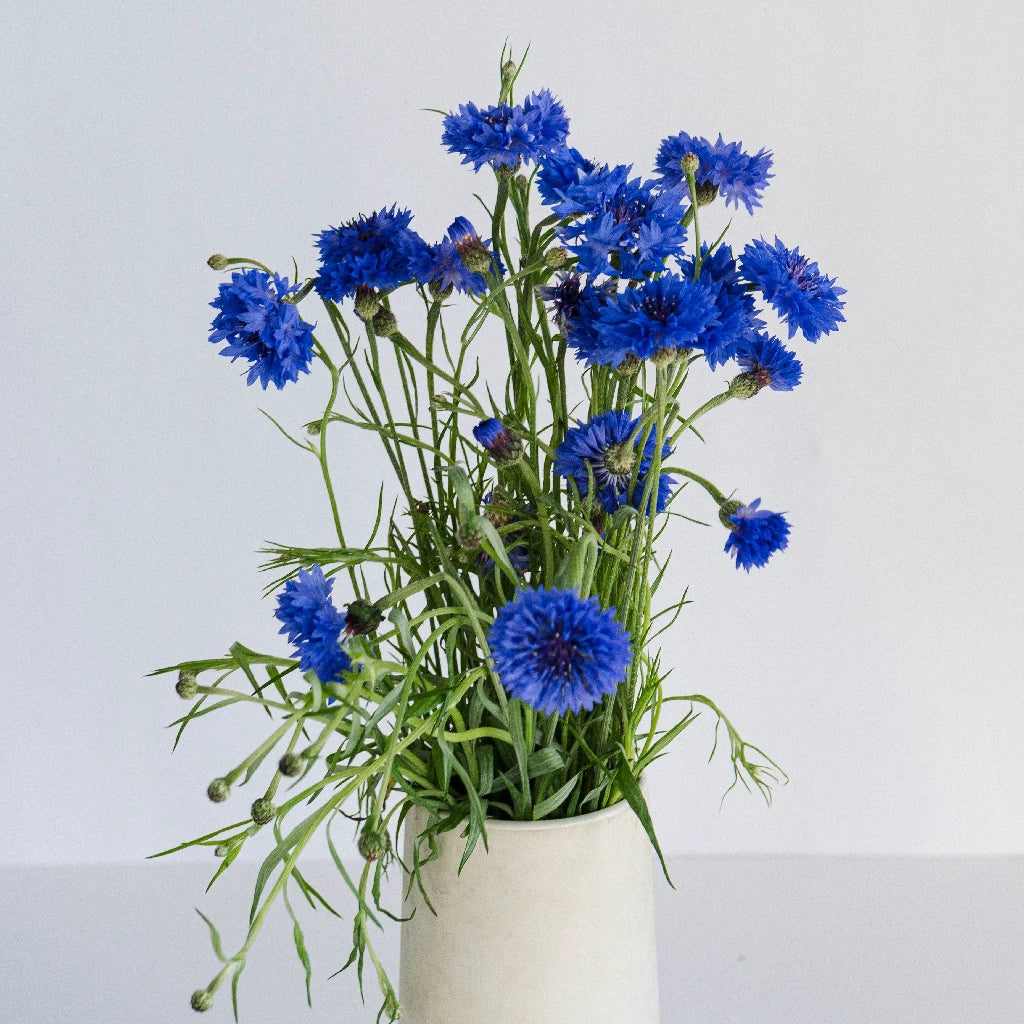 Blue Cornflower Seeds for Planting - Non-GMO, Heirloom Flowers for Garden, Bouquets & Landscaping | Perfect for Home Gardens, Wedding Decor & DIY Floral Arrangements