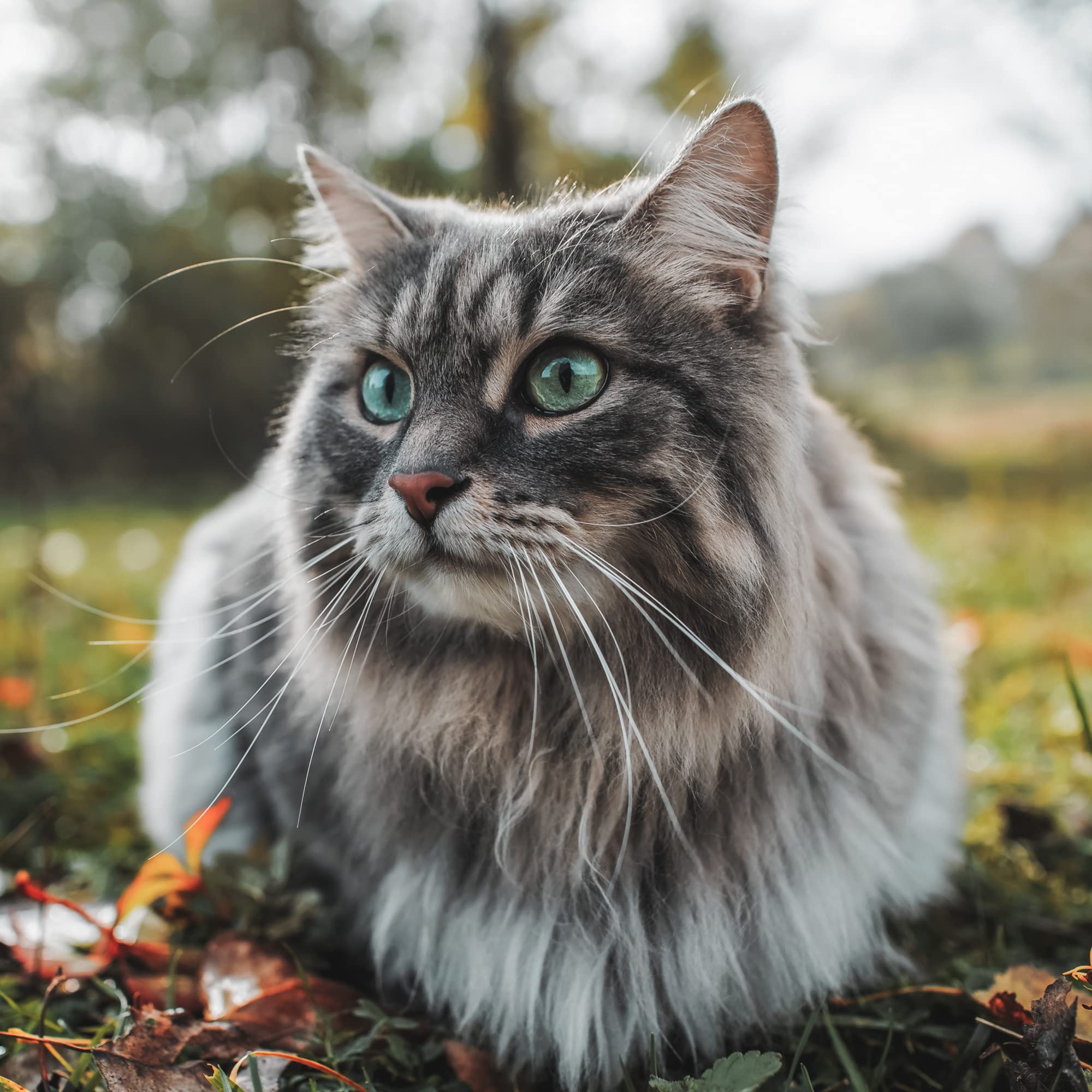 Premium Sensitive Stomach Dry Cat Food for Adult Cats - 2kg Bag | Digestive Health & Gentle Nutrition for Indoor & Outdoor Cats