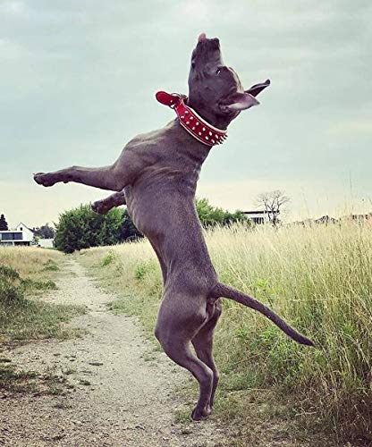 Bestia Frenchie Red Genuine Leather Dog Collar with Studs & Soft Padding - Durable & Comfortable for Small to Medium Dogs - Perfect for Daily Walks, Training & Fashion Accessories