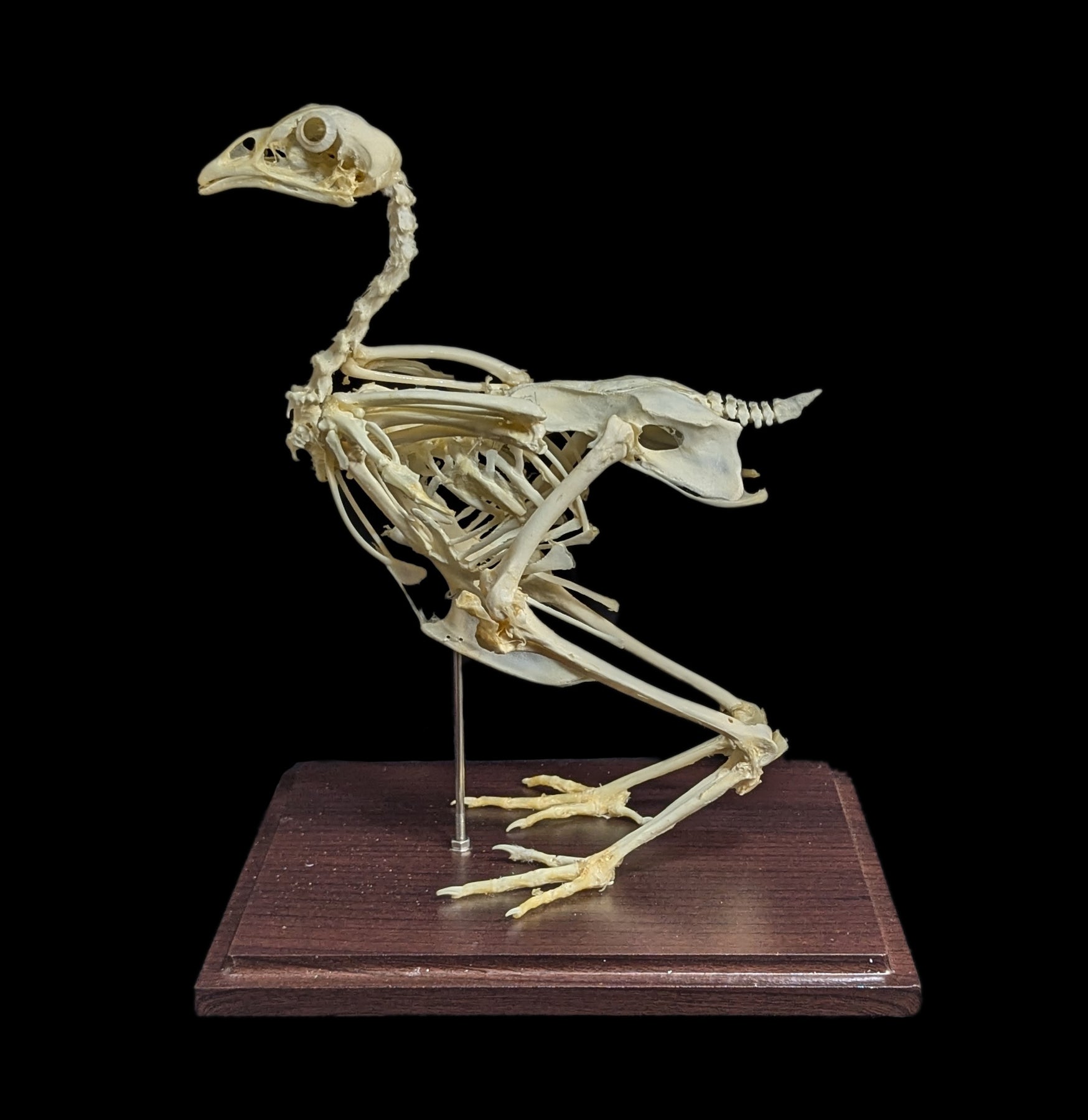 Articulated Chicken Skeleton - Realistic Anatomical Model for Science Education, Halloween Decor & Veterinary Study - Perfect for Classrooms, Labs & Spooky Home Decor