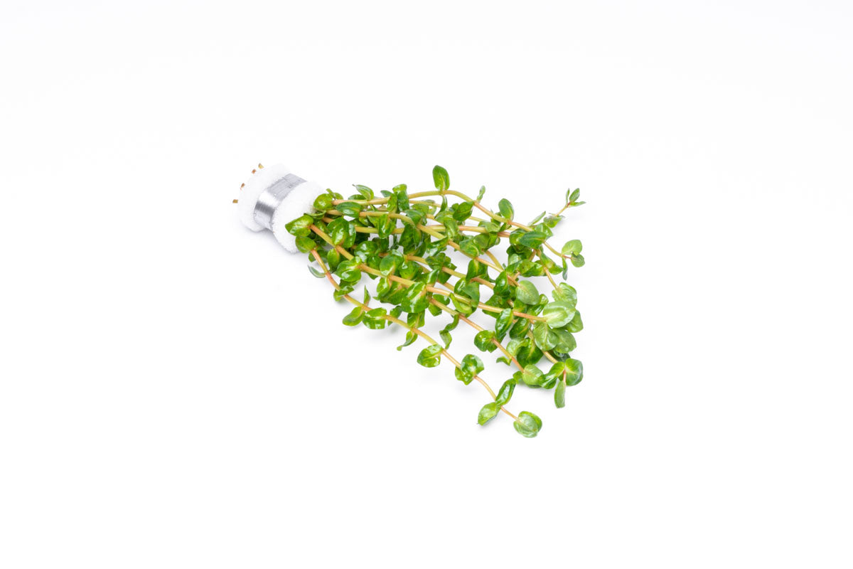 Rotala Sp. Pearl - Live Aquarium Plants for Freshwater Fish Tanks | Perfect for Aquascaping, Nano Tanks & Shrimp Habitats