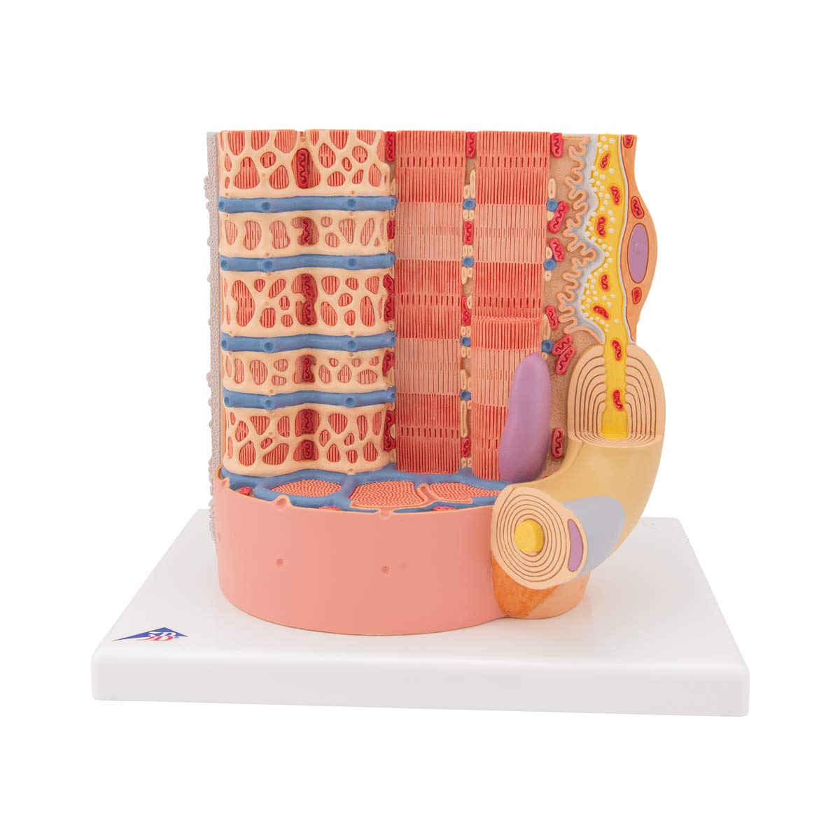 3B Scientific B60 Microanatomy Muscle Fiber Model - 10,000X Magnified Human Muscle Structure (7.3