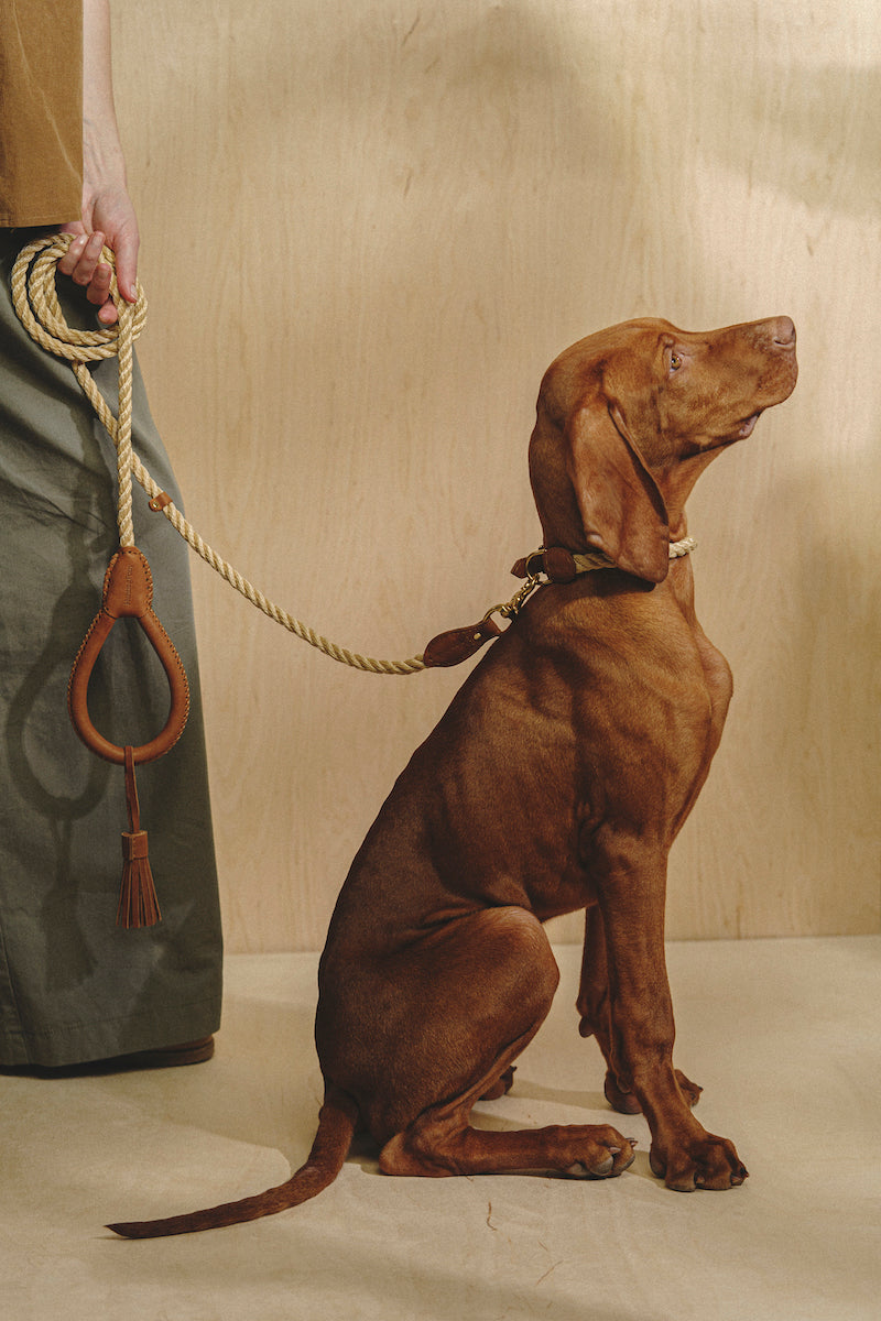 Premium Dog Walking Kit - Adjustable Country Leash & Soft Ginger Collar for Small & Medium Dogs - Perfect for Daily Walks, Hiking & Outdoor Adventures