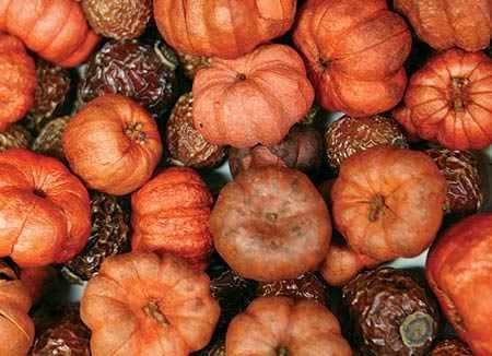Dried Rosehips & Putka Pod Pumpkins