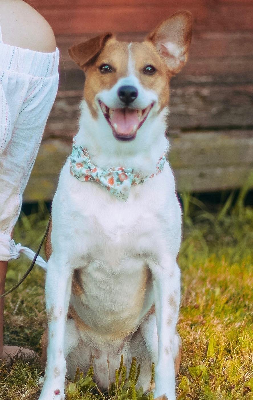 Elegant Adjustable Dog Collar with Bow Tie - Comfortable Pet Collar for Small, Medium & Large Dogs & Cats - Perfect for Parties, Weddings & Special Occasions