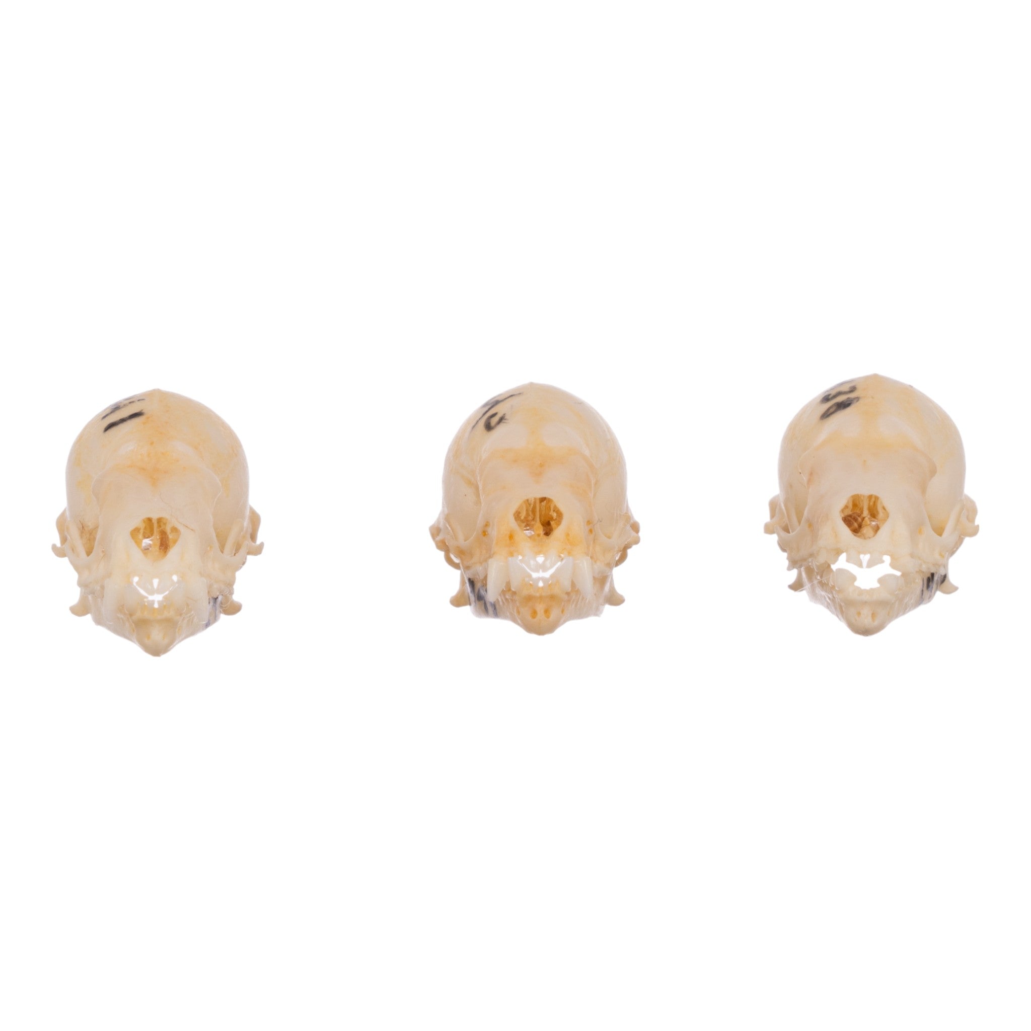 Authentic Seba's Short-Tailed Bat Skull Specimen - Real Bone Taxidermy for Science & Collectors | Perfect for Halloween Decor, Gothic Display & Biology Education