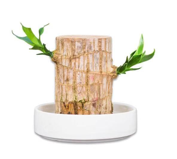 Brazilian Wood Plant - Mini Lucky Wood Home & Desk Decor for Good Fortune | Feng Shui Office & Living Room Decoration (2024 New Arrival)