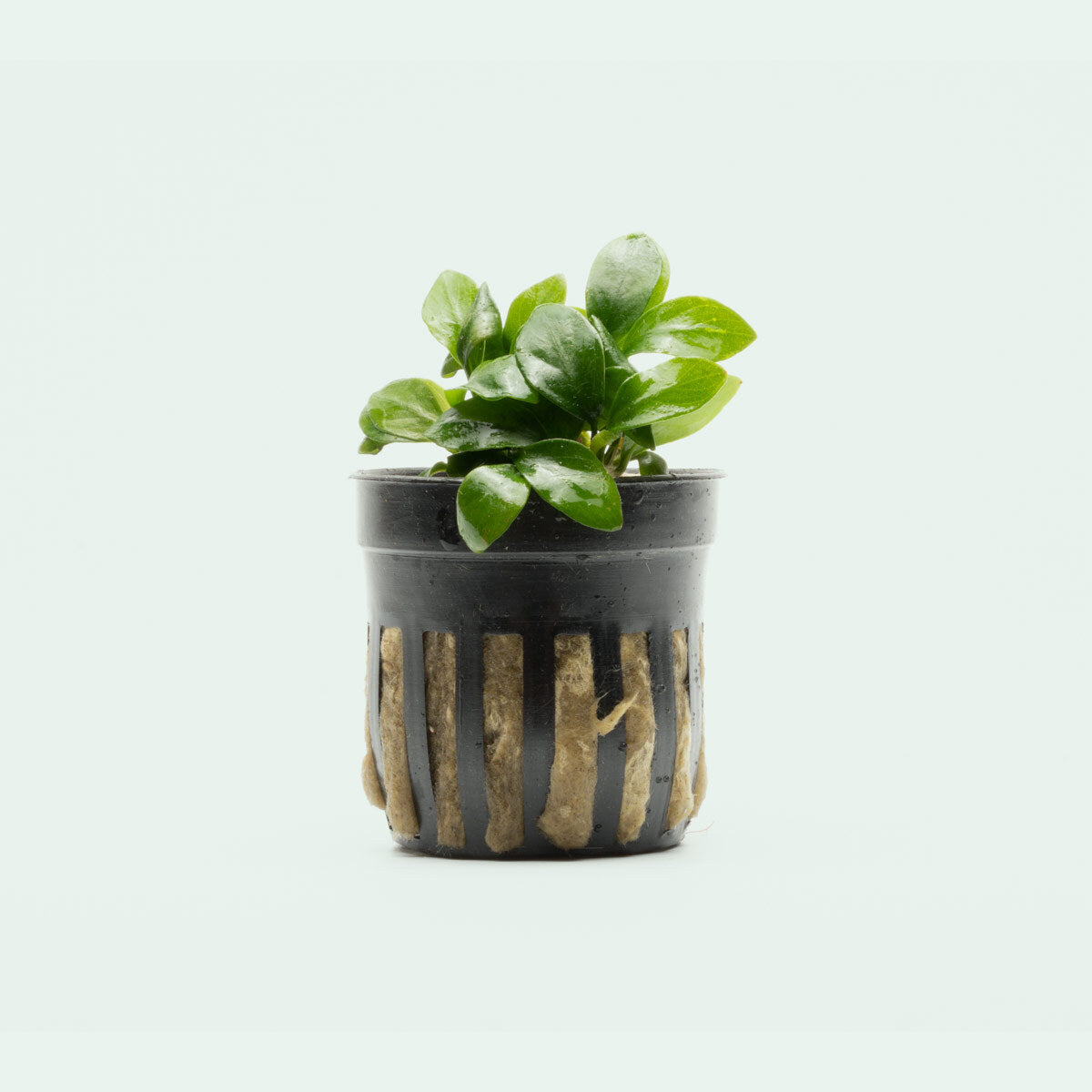 Anubias Nana Spear Leaf Aquatic Plant - Live Freshwater Aquarium Plant for Fish Tanks, Low Light & Beginner Friendly - Perfect for Aquascaping, Nano Tanks & Shrimp Habitats
