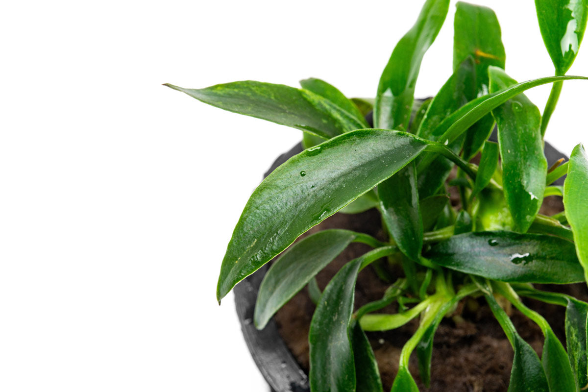 Anubias Chili Jalapeño - Live Aquarium Plant for Freshwater Fish Tanks | Low Light Aquatic Plants for Beginners | Perfect for Aquascaping and Shrimp Tanks