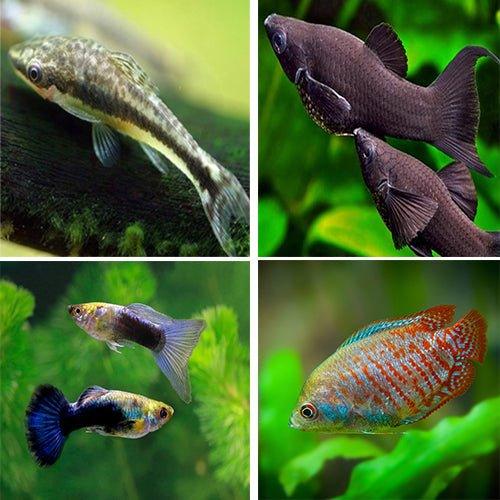 Live Fish Bundle - 21 Pack with Otocinclus, Guppy, Molly & Gourami for Freshwater Aquariums | Perfect for Community Tanks & Beginner Fish Keepers