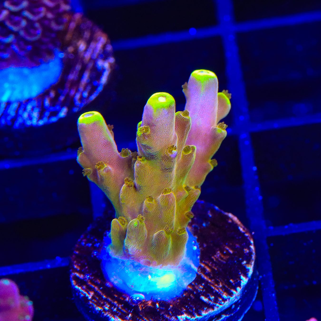 CB Golden Jawdropper Acropora Coral - Premium Saltwater Aquarium Coral for Reef Tanks | Perfect for Marine Aquascaping and Coral Propagation