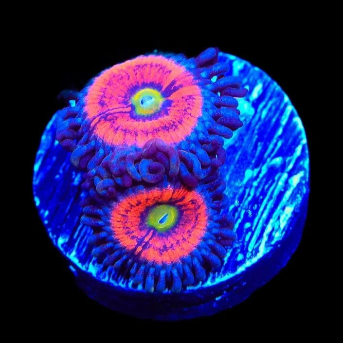 Everlasting Gobstopper Zoanthid Coral for Saltwater Aquariums - Vibrant Coral for Reef Tanks & Marine Displays