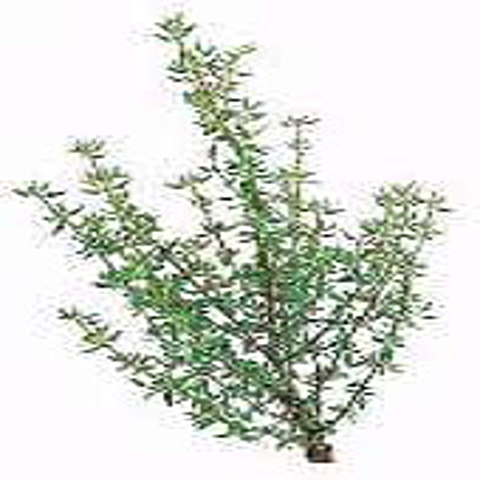 Organic French Thyme Seeds - Non-GMO Heirloom Herb (25+ Seeds) for Cooking, Gardening & Aromatic DIY Projects - Seed King Express