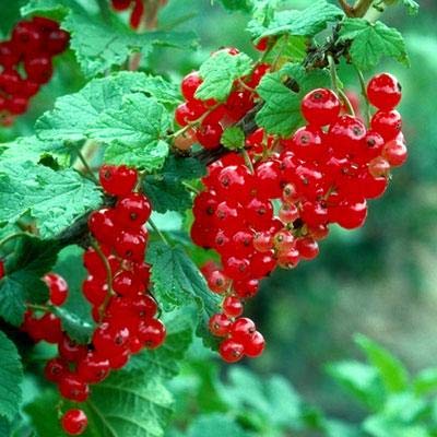 Elwyn 20 Red Lake Currant Plant Seeds - Non-GMO Fruit Seeds for Home Garden Planting - Perfect for Jams, Jellies, and Fresh Eating