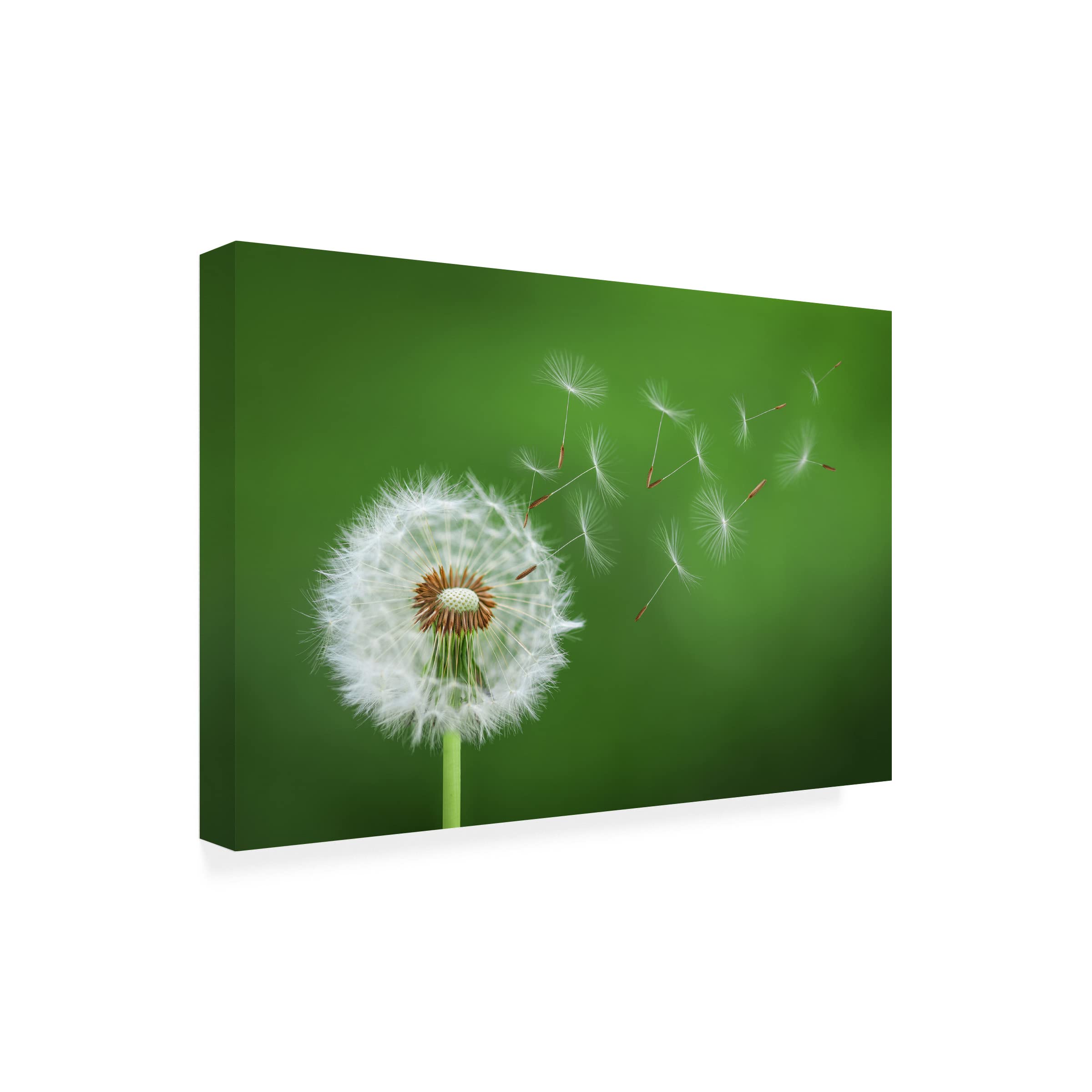 Bess Hamiti 'Dandelion Blowing 2' Canvas Wall Art Print - Modern Home Decor for Living Room, Bedroom & Office - Handmade Floral Botanical Painting
