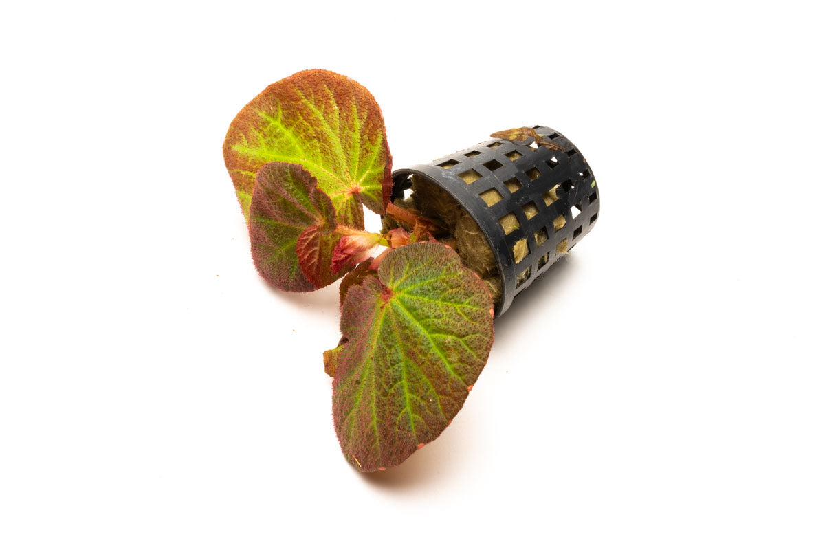 Begonia Soli Mutata - Rare Exotic Begonia Plant for Home & Garden Decor | Perfect for Indoor Houseplants, Office Spaces, and Tropical Landscaping
