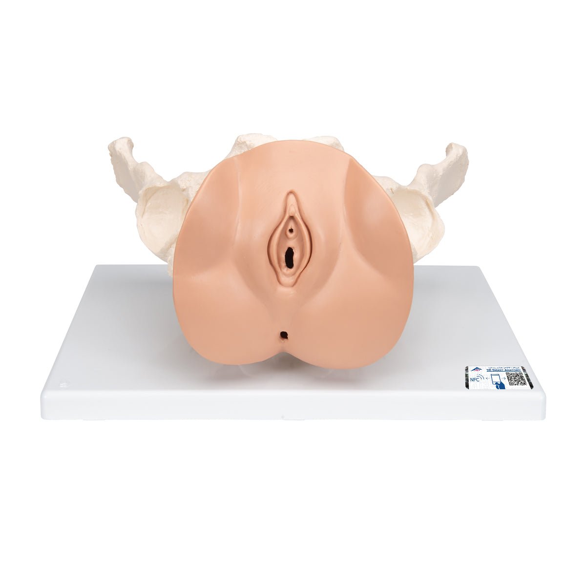 Female Pelvis Skeleton Model with Reproductive Organs - 3-Part Anatomical Model for Medical Education, Physical Therapy & OBGYN Training