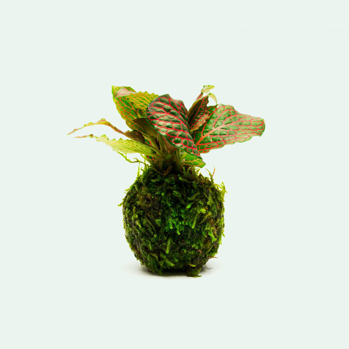 Fittonia Albivenis Nerve Plant in Christmas Moss Clay Ball - Perfect for Terrariums, Home Decor & Office Plants