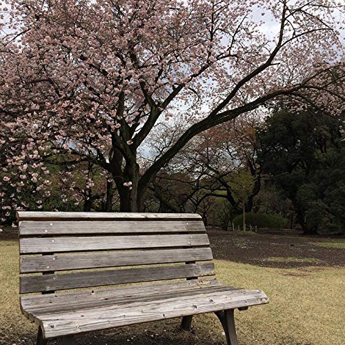 20x30 Inch Cherry Blossom Bench Japan Park Garden Wall Art - Vibrant Laminated Poster for Home Decor, Living Room, Bedroom & Office - Fits Standard Frames
