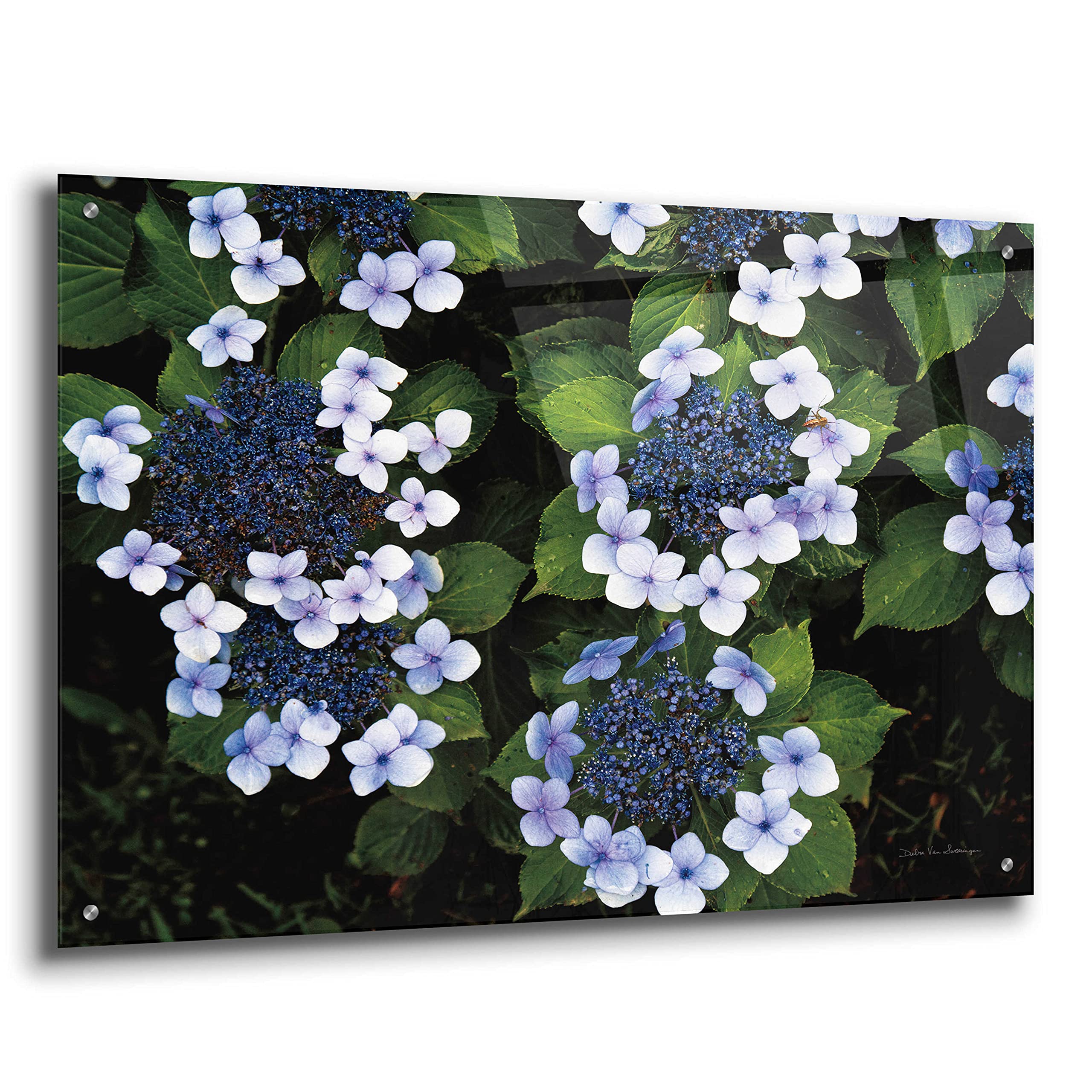 Debra Van Swearingen 'Hydrangeas Opening' Acrylic Glass Wall Art - 36x24 Inches Floral Painting for Living Room, Bedroom & Office Decor