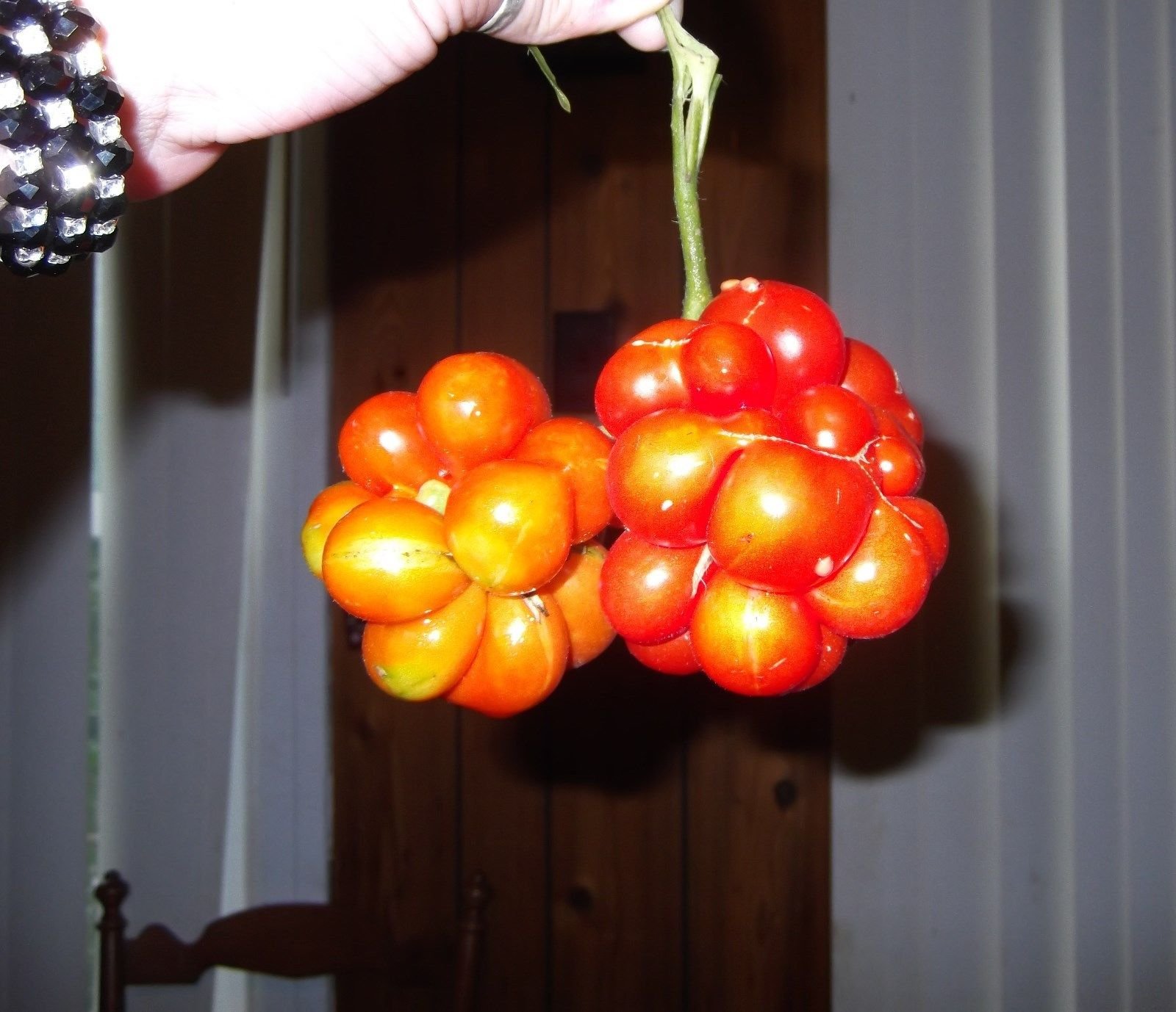 Rare Heirloom Traveler's Tomato Seeds - 20 Count - Sweet Grape-Like Snacking Tomatoes for Salads, Gardens & Fresh Eating