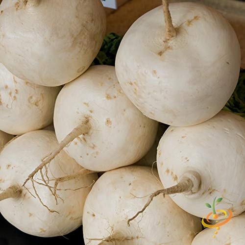 Organic Heirloom Hailstone Round White Radish Seeds - Non-GMO, 100+ Seeds for Home Gardening, Vegetable Planting & Fresh Salads
