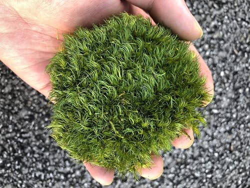 Green-a