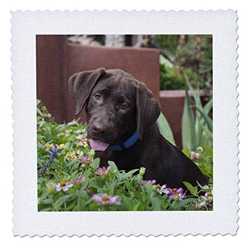 Chocolate Labrador Puppy in a Garden Setting