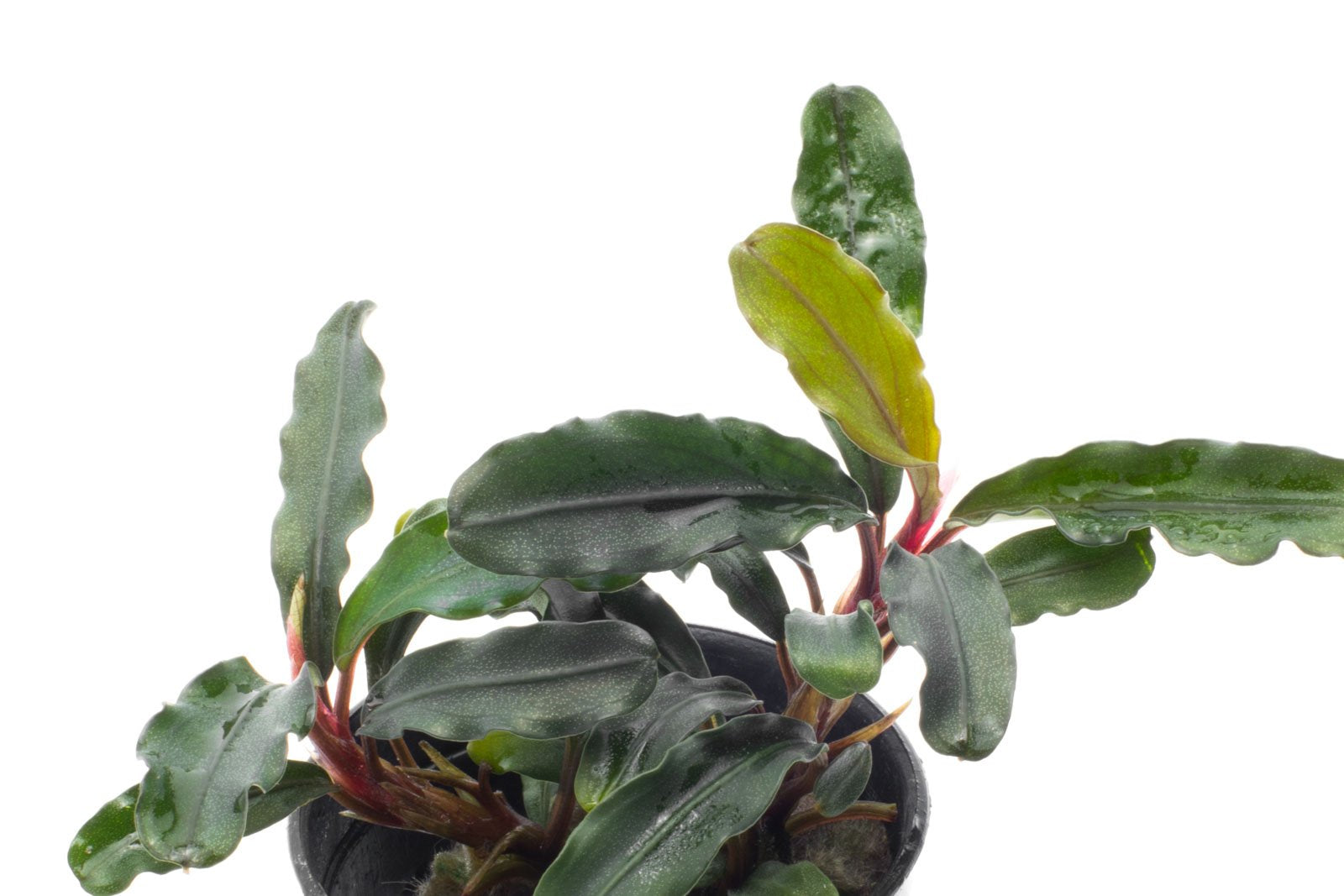 Bucephalandra Dark Green Wavy Live Aquarium Plant for Fish Tank - Perfect for Aquascaping, Shrimp Tanks & Natural Aquatic Decor