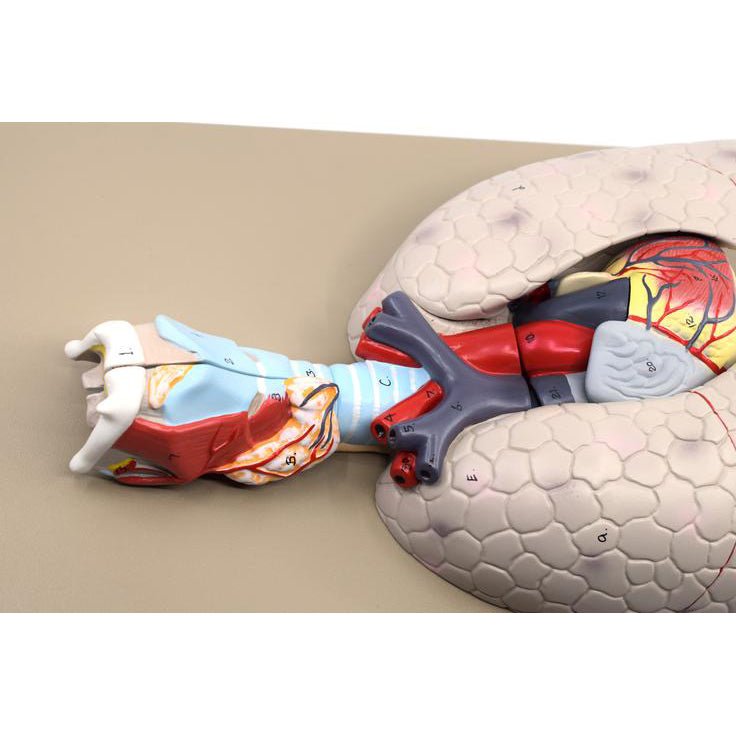 5-Part Heart and Lung Model - Human Anatomy Educational Tool for Medical Students, Doctors & Science Classrooms | Perfect for Biology Study, Patient Education & Medical Demonstrations