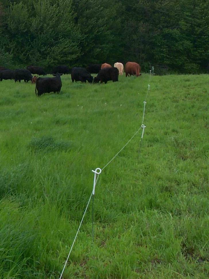 25 Pigtail Step In Posts for Electric Fencing - Heavy Duty Ground Stakes for Livestock, Horses, and Farm Animals - Perfect for Pasture, Ranch, and Farm Use