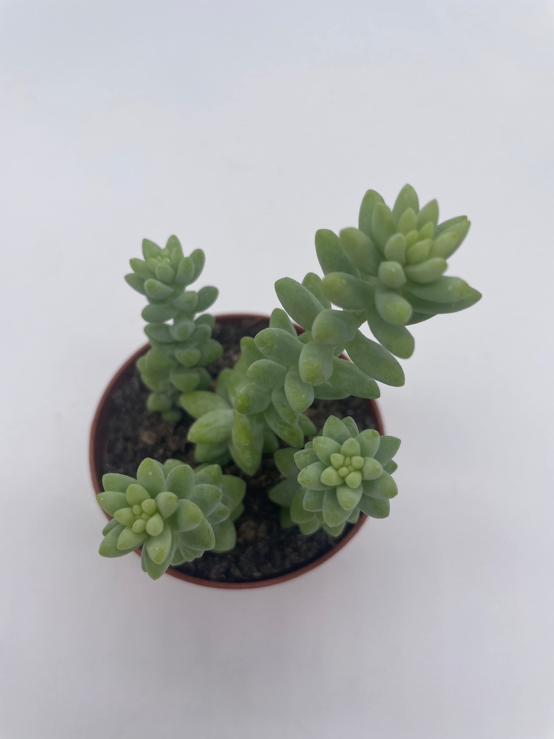 BubbleBlooms Burro's Tail Succulent Plant (Sedum Morganianum) - 3 Inch Pot, Donkey Tail/Burrito Tail - Perfect for Indoor Home Decor, Office Desk, and Hanging Basket Gardens