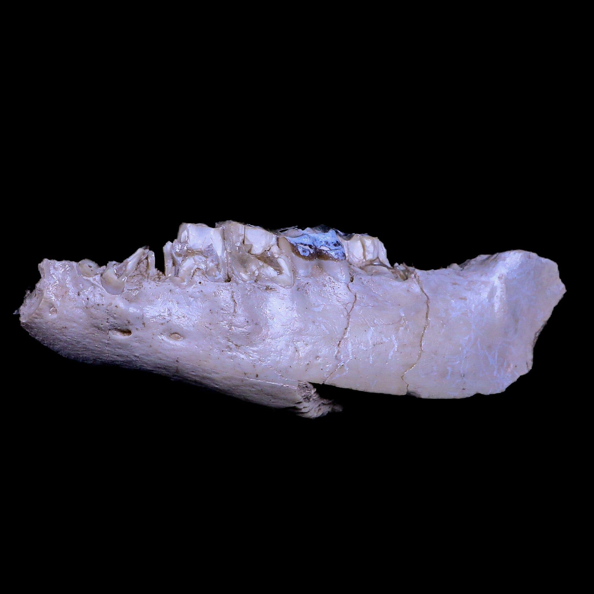 Authentic Hyracodon Nebrascensis Fossil Jaw Teeth - Prehistoric Running Rhino Specimen from South Dakota Badlands - Perfect for Paleontology Collectors & Science Education Displays