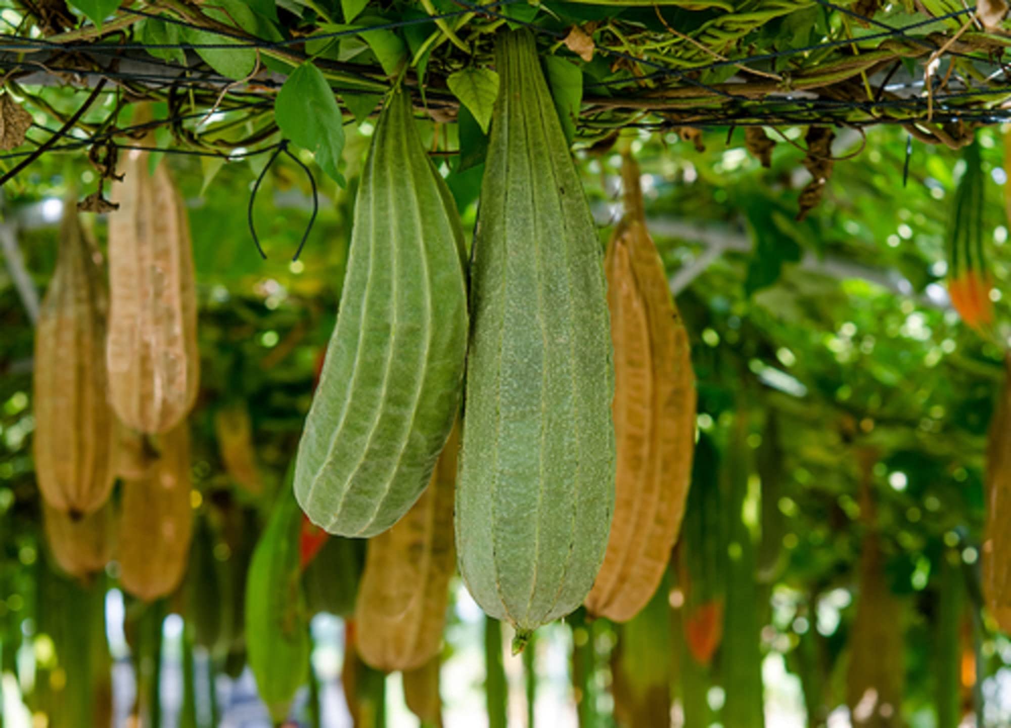 Organic Non-GMO Dishrag Gourd Seeds - Smooth Luffa Sponge for Exfoliating & Cleaning | Heirloom Vegetable Seeds for Planting | Perfect for Gardeners, DIY Beauty & Eco-Friendly Home Use