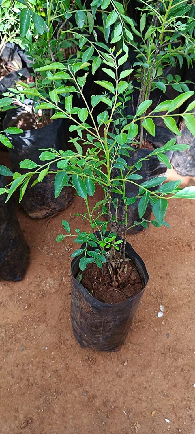 Buy Fresh Koenigii Curry Leaf Kadi Patta Live Plant for Cooking - Perfect for Indian Cuisine, Home Gardens & Herbal Remedies