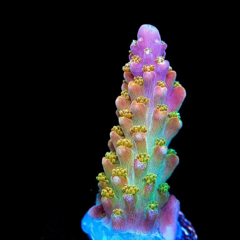 Premium BC Bubble Bath Unicorn Acropora Coral for Saltwater Aquariums - Vibrant Reef Tank Decoration & Marine Aquascaping