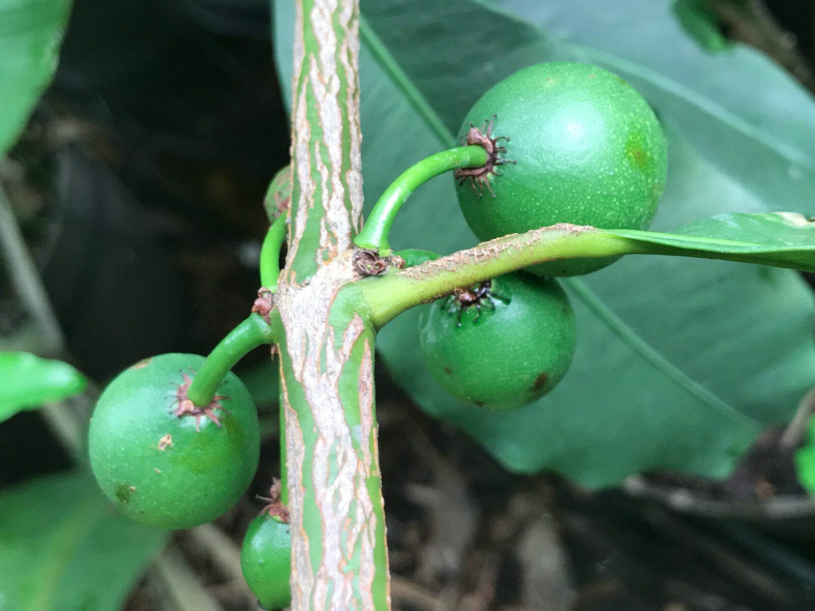 Lemon Drop Mangosteen Garcinia Intermedia Yellow Tropical Fruit Tree Plant - Rare Exotic Fruit Tree for Home Garden & Landscaping - Perfect for Tropical Climate Gardens, Backyard Orchards, and Fresh Fruit Lovers