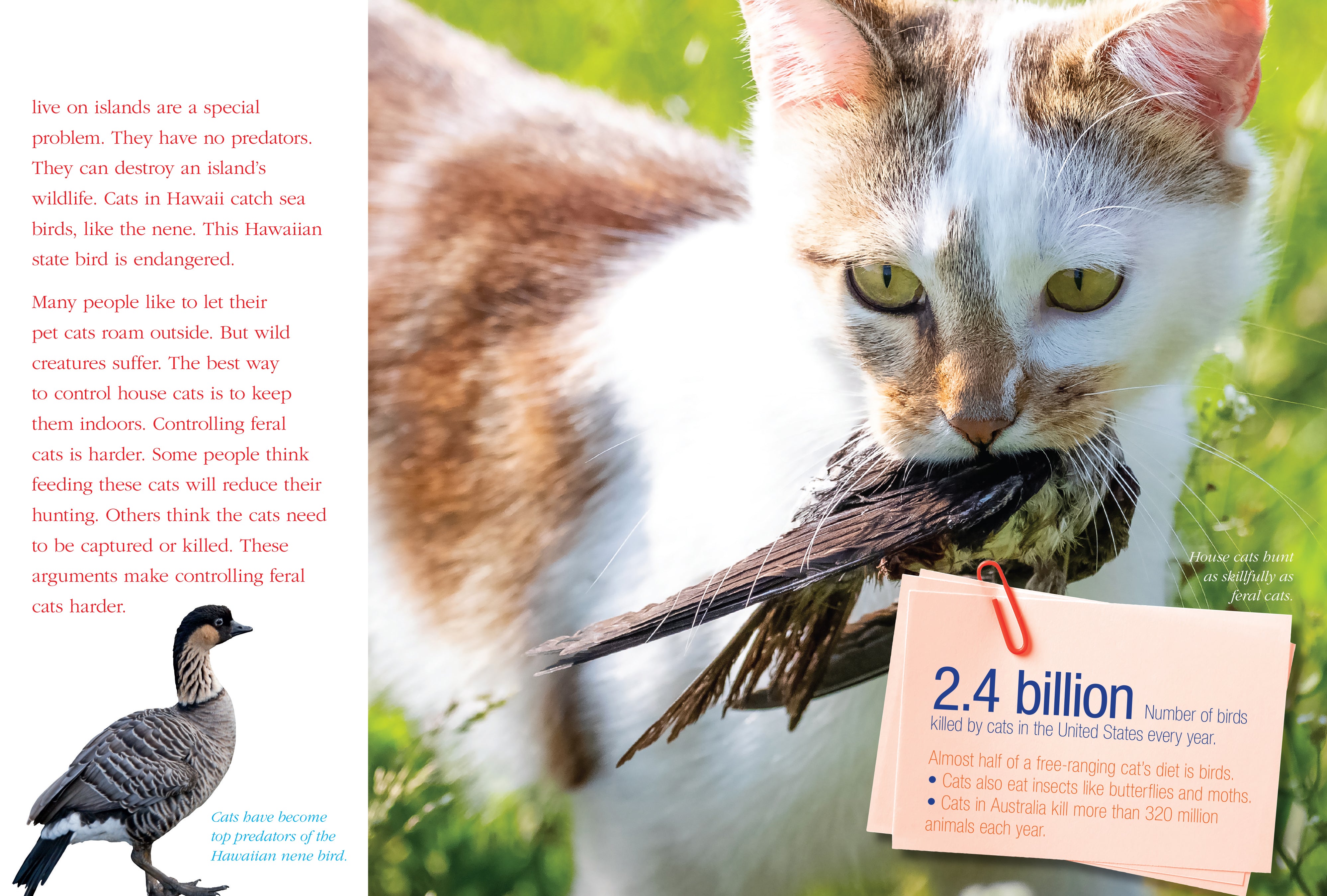 12 Essential Facts About Invasive Species - Threats, Impacts & Prevention | Home Garden & Ecosystem Protection Guide