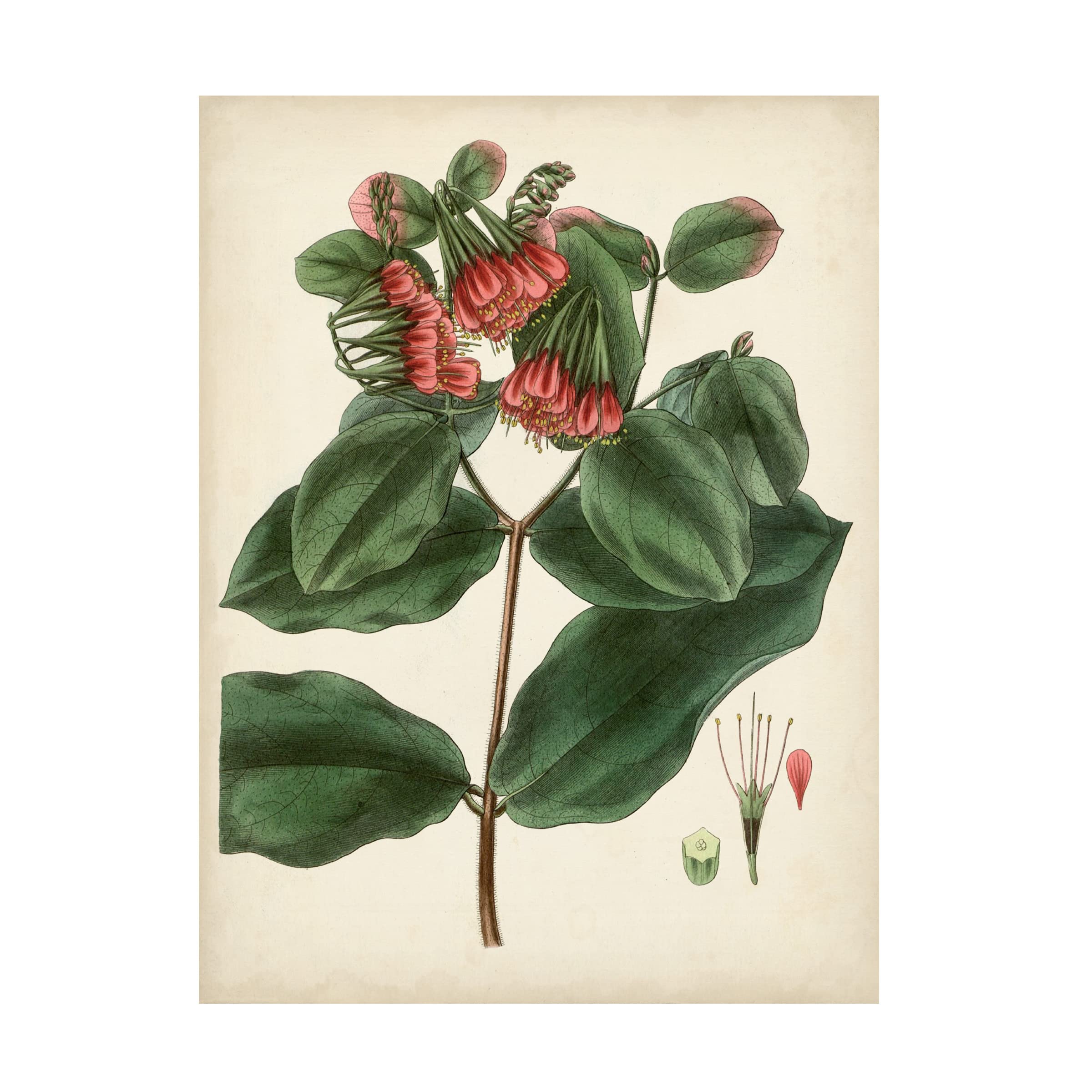 Trademark Fine Art 'Antique Foliage and Fruit IV' Canvas Wall Art Print - Vintage Botanical Painting for Living Room, Bedroom & Office Decor