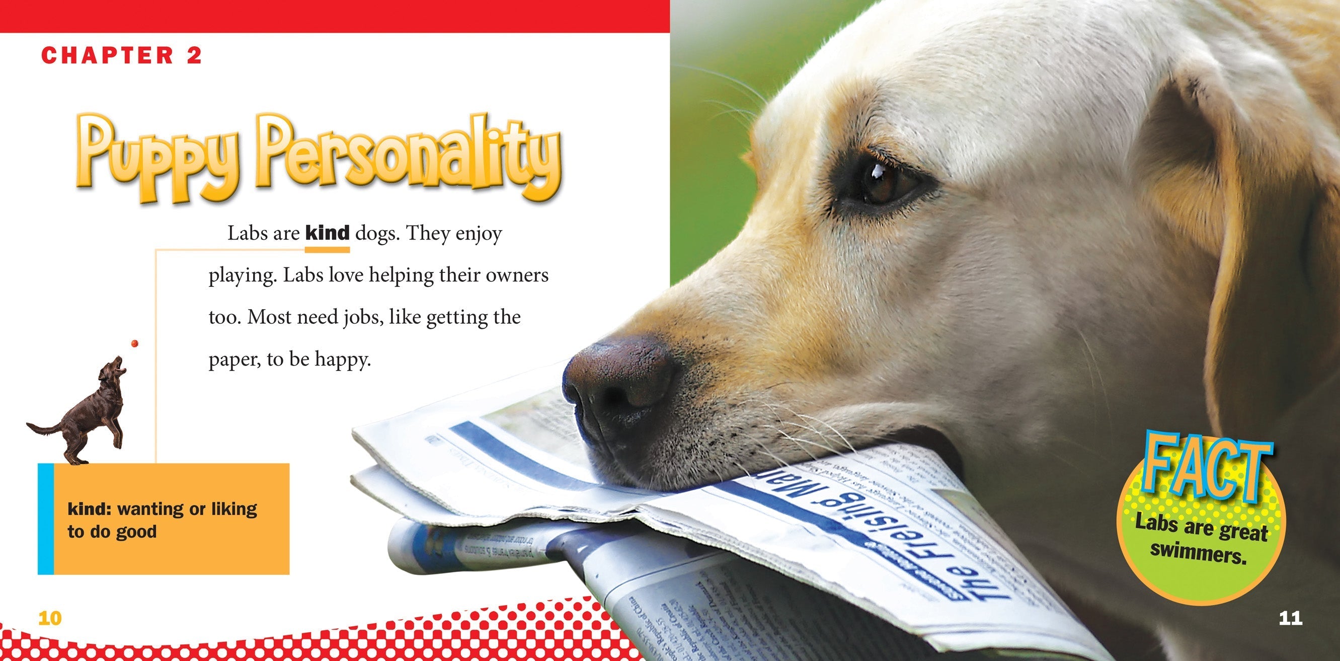 Labrador Retriever Dogs - Friendly & Loyal Family Pets for Hunting, Service & Home Companionship