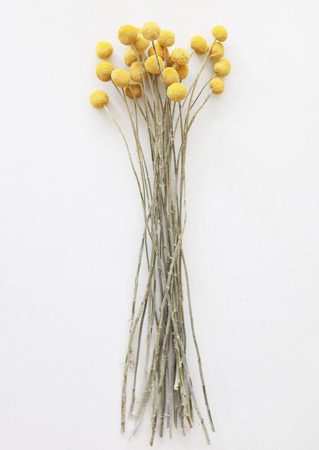 25 Pack Dried Craspedia Billy Buttons - 18-26 Inch Natural Yellow Flowers for Wedding Bouquets, Home Decor & DIY Crafts